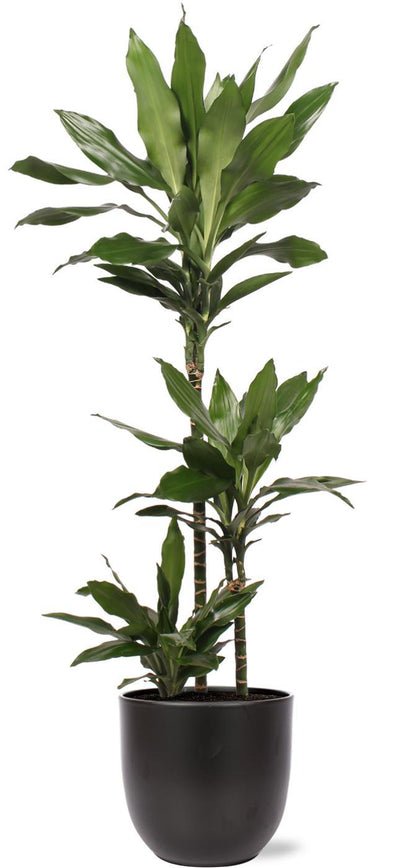 Dracaena Janet Lind inclusief elho® pot