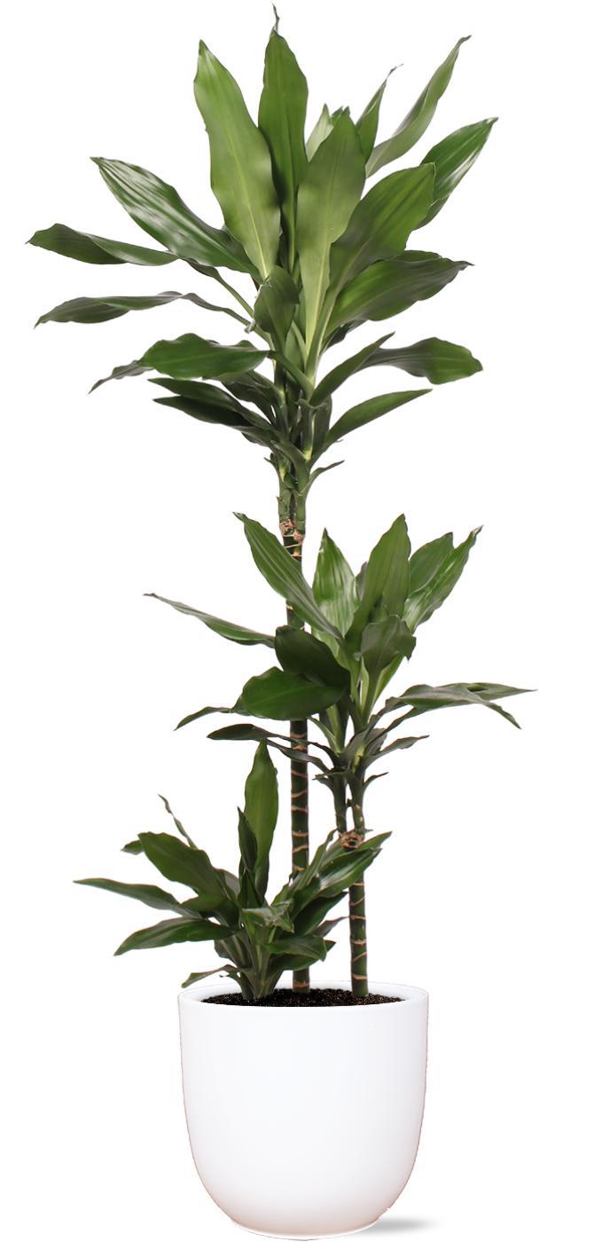 Dracaena Janet Lind inclusief elho® pot