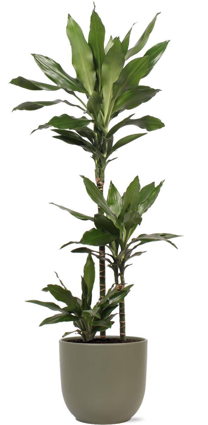 Dracaena Janet Lind inclusief elho® pot