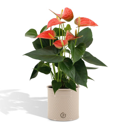 Anthurium andreanum Prinz von Orange inclusief pot