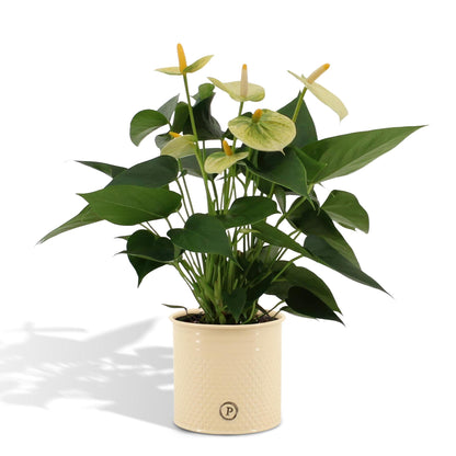 Anthurium andreanum Vanilla inclusief pot