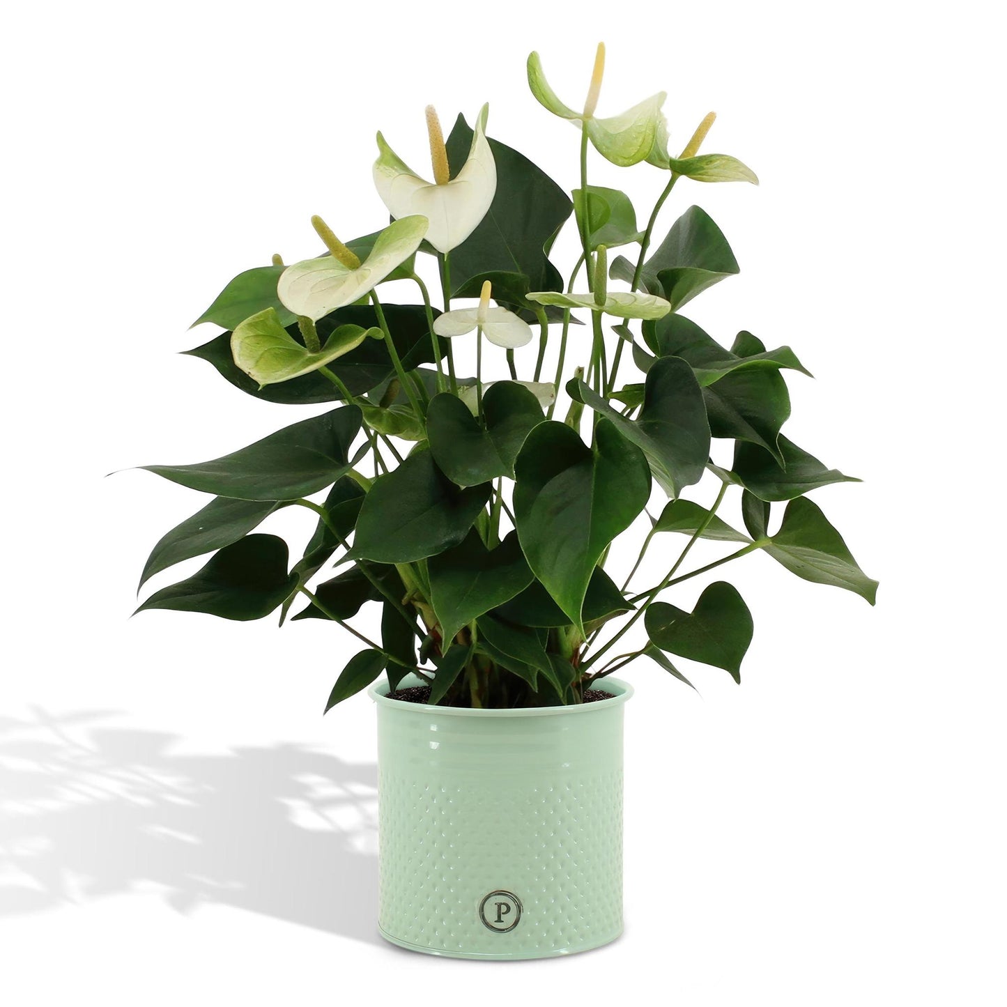 Anthurium andreanum Namora inclusief pot