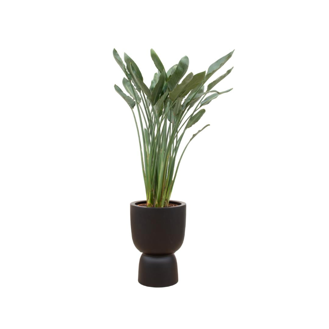 Strelitzia Reginae inclusief elho® pot