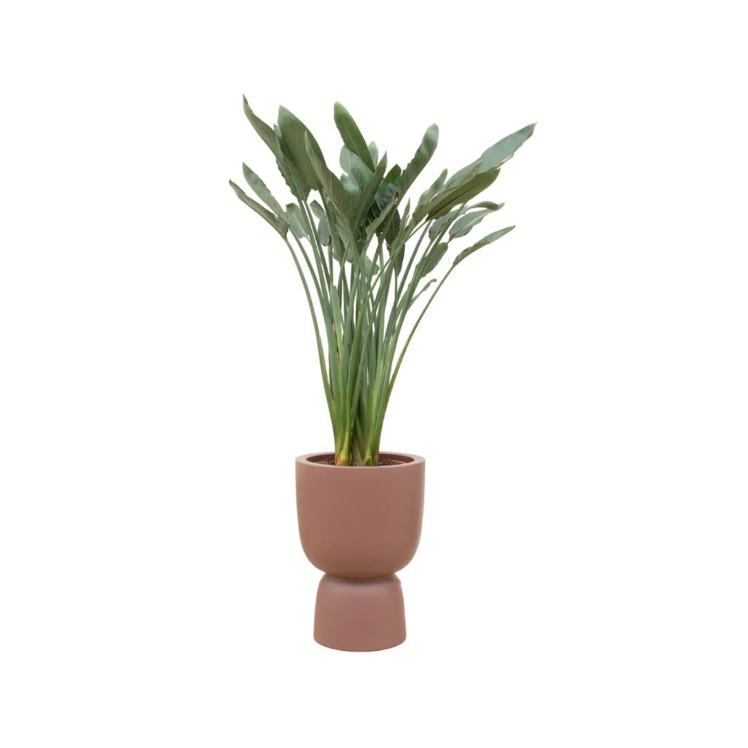 Strelitzia Reginae inclusief elho® pot