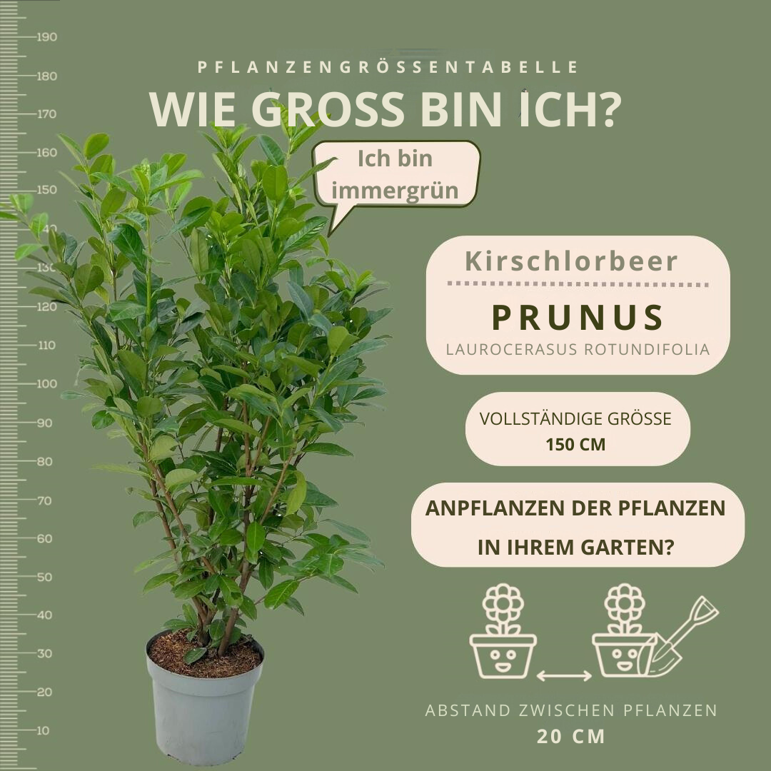 Große Lorbeerkirsche Rotundifolia für 10 laufende Meter Hecke | - 15L - 20x | Höhe: 125-150 cm - Vivaflorique