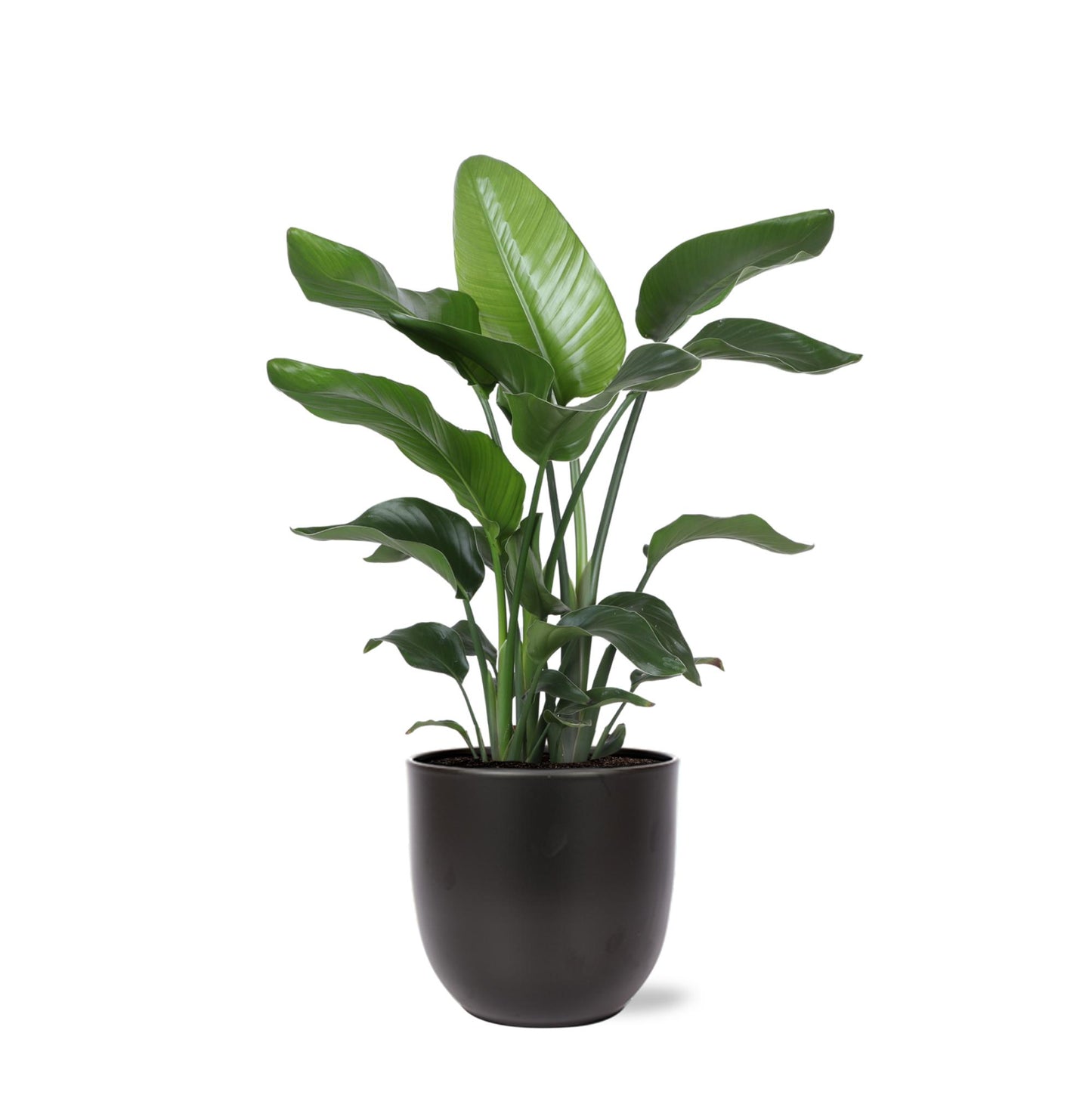 Strelitzia Nicolai inclusief elho® pot