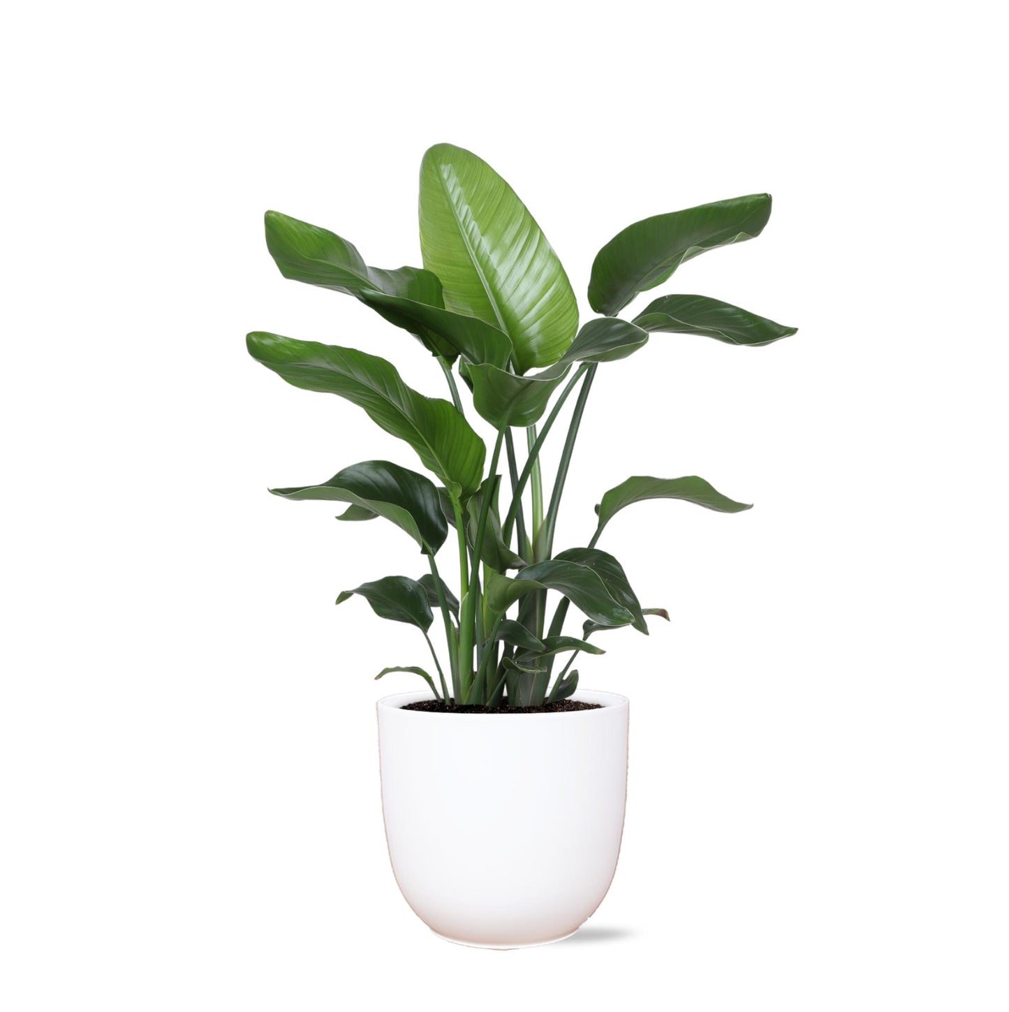 Strelitzia Nicolai inclusief elho® pot