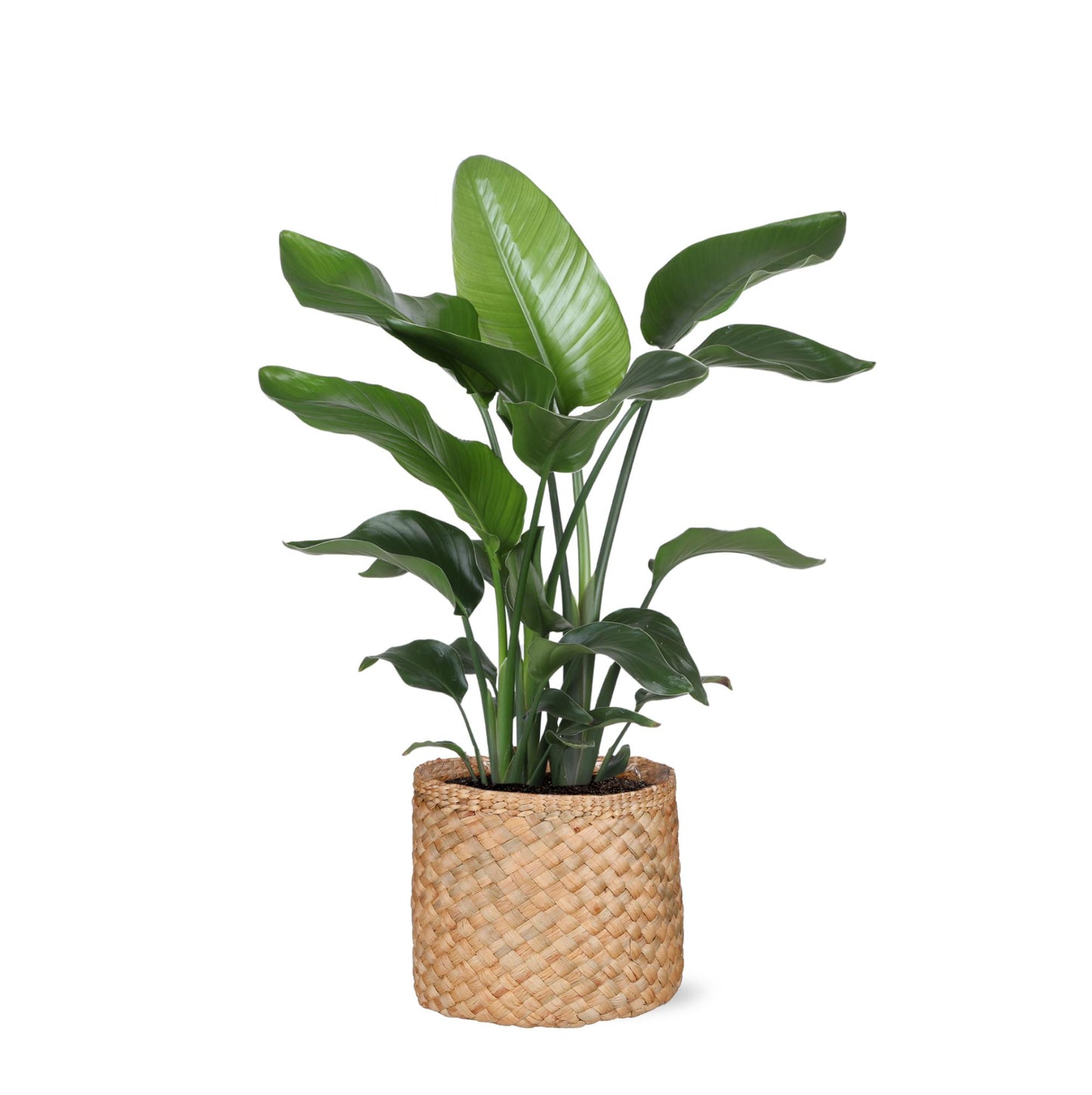 Strelitzia Nicolai inclusief elho® pot