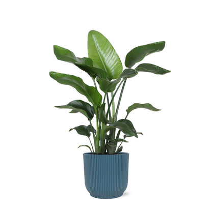 Strelitzia Nicolai inclusief elho® pot