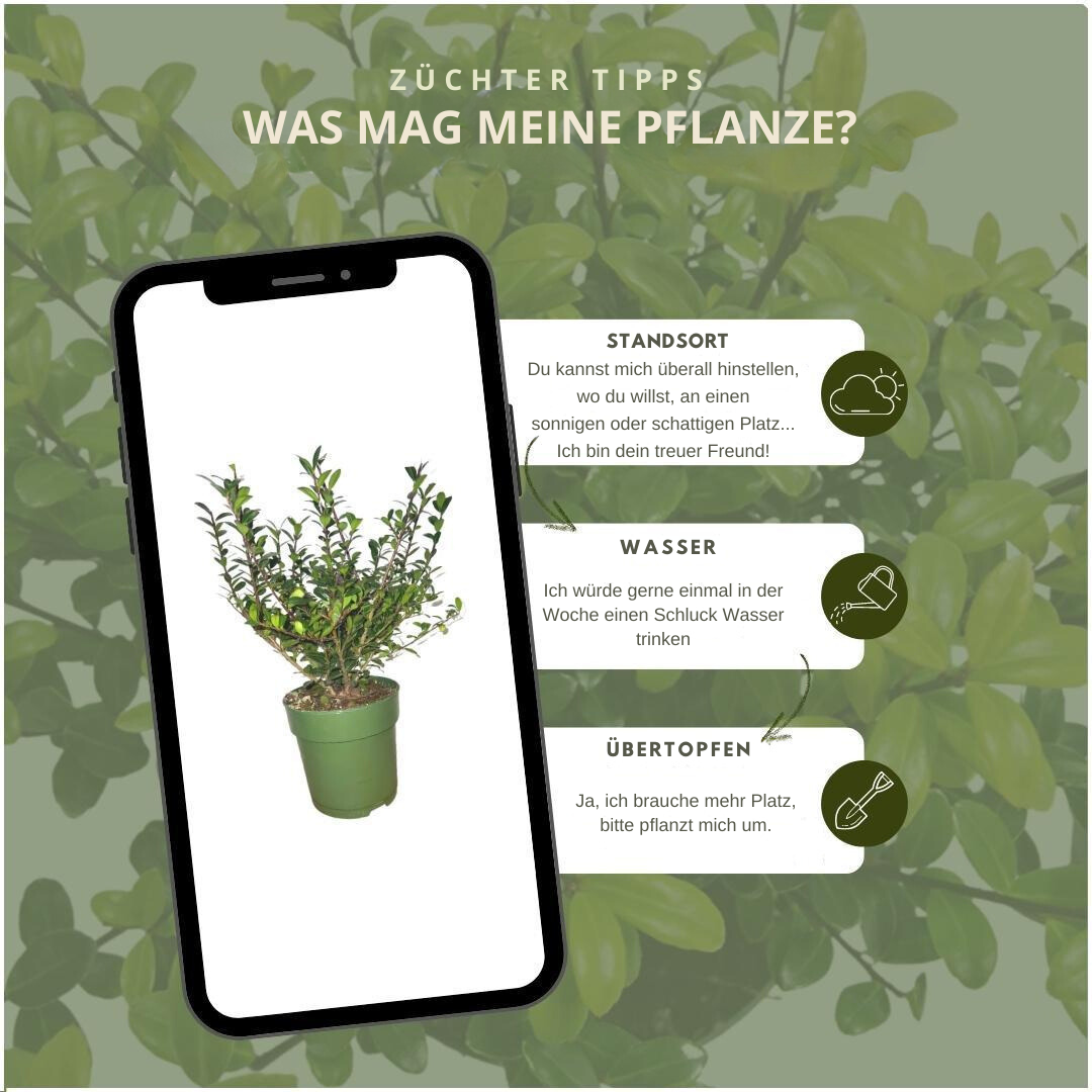 1 Meter hulst haag - Ilex crenata 'Jenny'® - set van 6 winterharde haagplanten - Vivaflorique