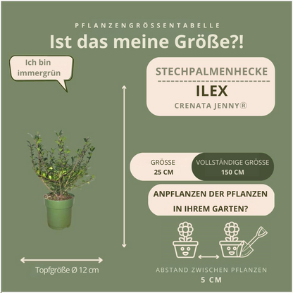 1 Meter hulst haag - Ilex crenata 'Jenny'® - set van 6 winterharde haagplanten - Vivaflorique