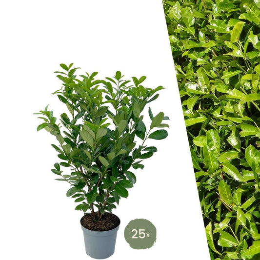 Großer Kirschlorbeer Rotundifolia für 10 laufende Meter Hecke | - 12L - 25 x | Höhe: 100-125 cm - Naturebox