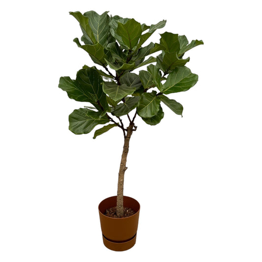 Ficus Lyrata stam inclusief elho® pot
