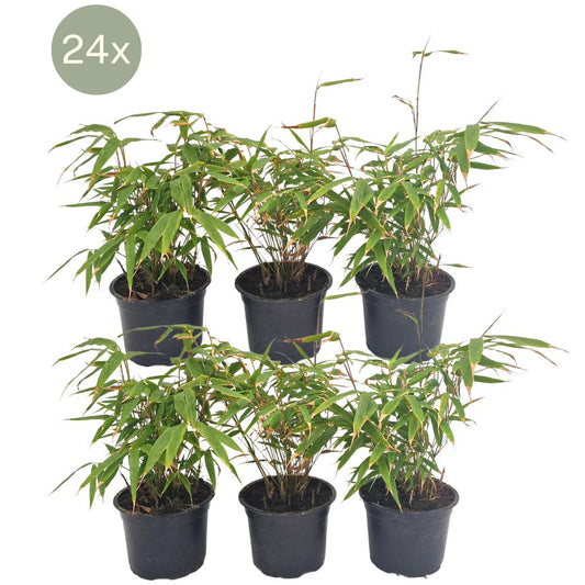 24 x Fargesia Rufa (1 Meter) - Topfgröße: 13 cm - Höhe: 25 cm - Naturebox