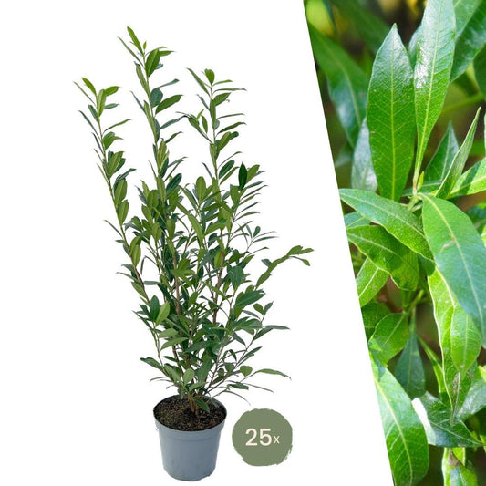 Große Kirschlorbeer Caucasica für 10 laufende Meter Hecke - 12L - 25 x | Höhe: 100-125 cm - Naturebox