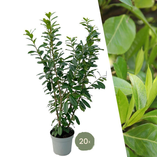 Große Lorbeerpflanzen Novita für 10 laufende Meter Hecke | - 15L - 20x | Höhe: 125-150 cm - Naturebox