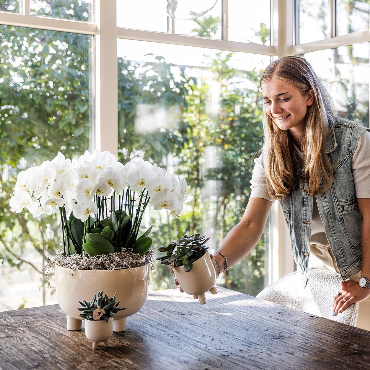 Plantenset wit - Orchideeën in rubberen schaal - Vivaflorique