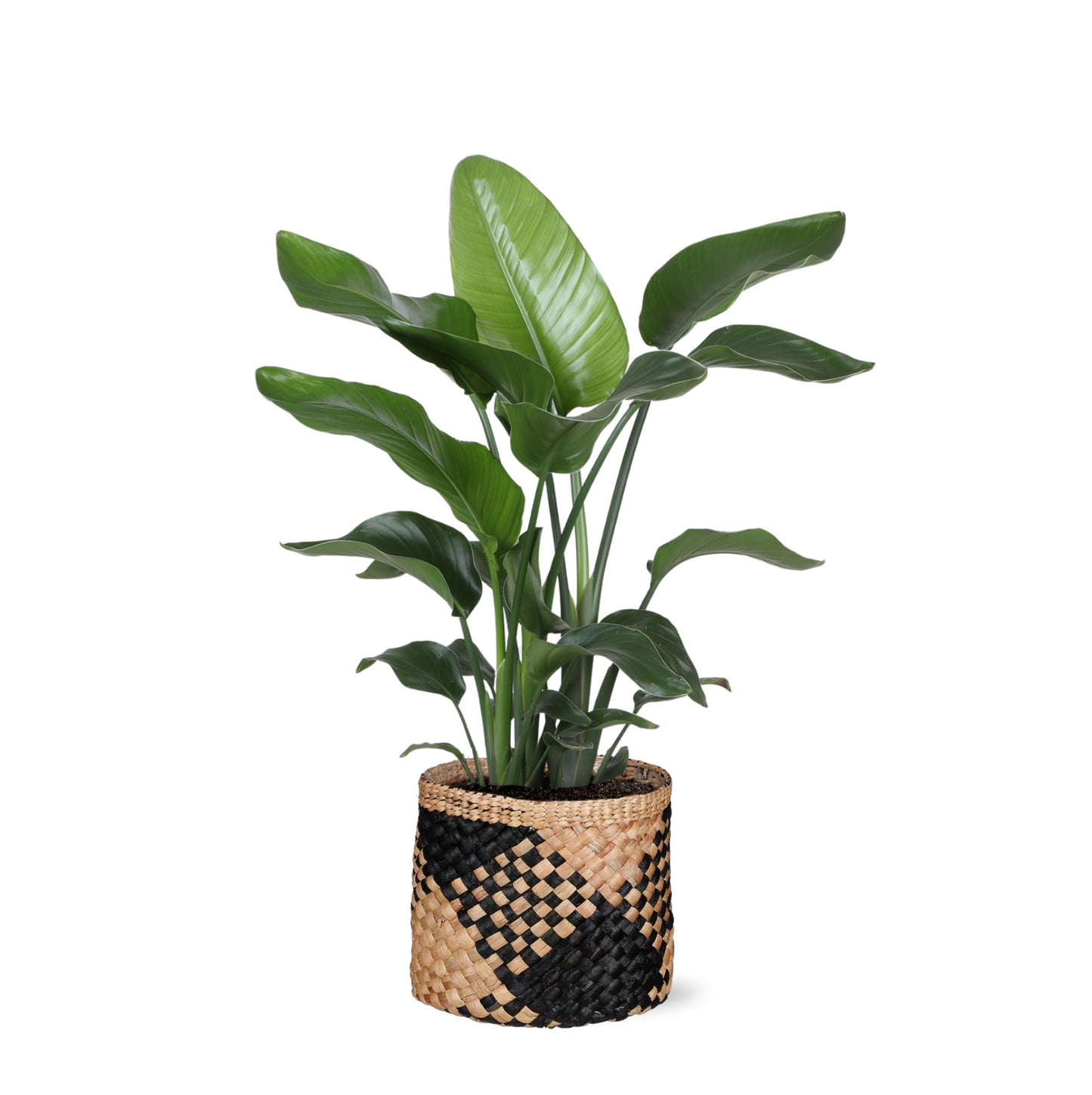 Strelitzia Nicolai inclusief elho® pot - Vivaflorique