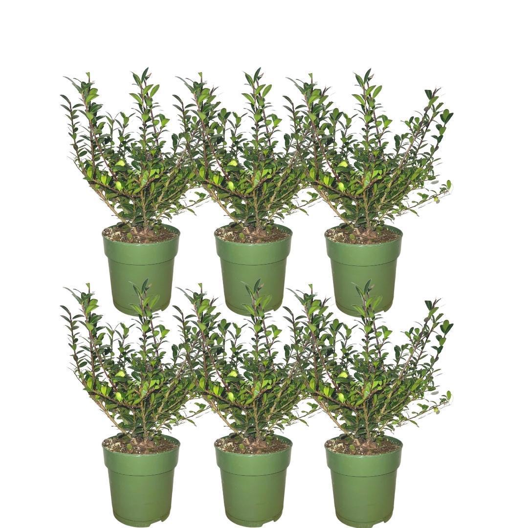 1 Meter hulst haag - Ilex crenata 'Jenny'® - set van 6 winterharde haagplanten - Vivaflorique