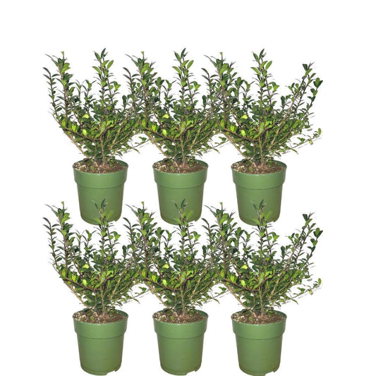 1 Meter Stechpalmenhecke - Ilex crenata 'Jenny'® - Set aus 6 winterharten Heckenpflanzen - Immergrüne Hecke - Lieferung frisch aus der Baumschule - Naturebox