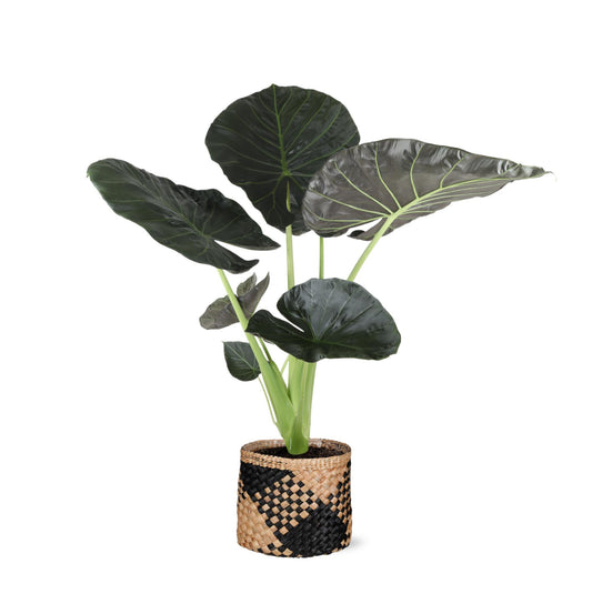 Alocasia Regal Shield inclusief pot - Vivaflorique