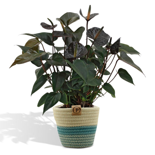 Anthurium andreanum Schwarze Liebe inclusief pot