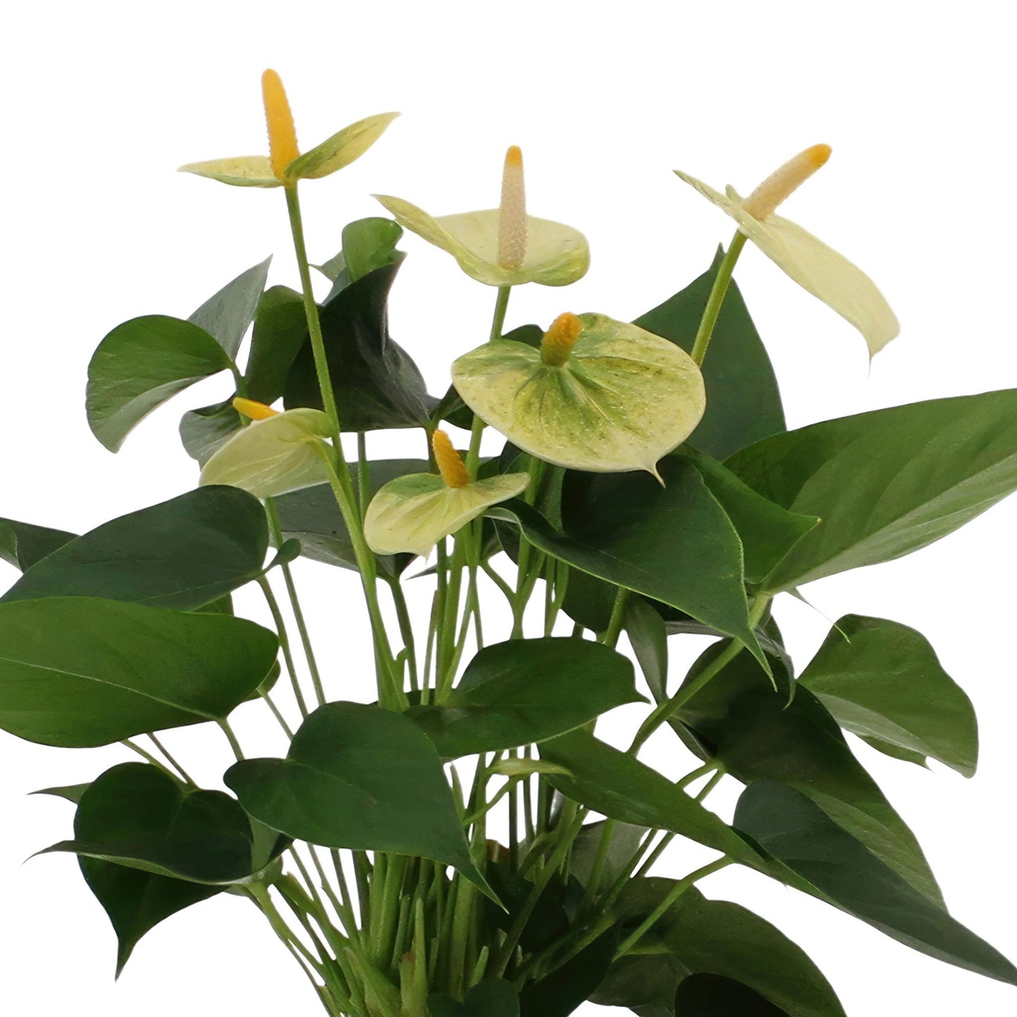 Anthurium andreanum Vanilla inclusief pot - Vivaflorique