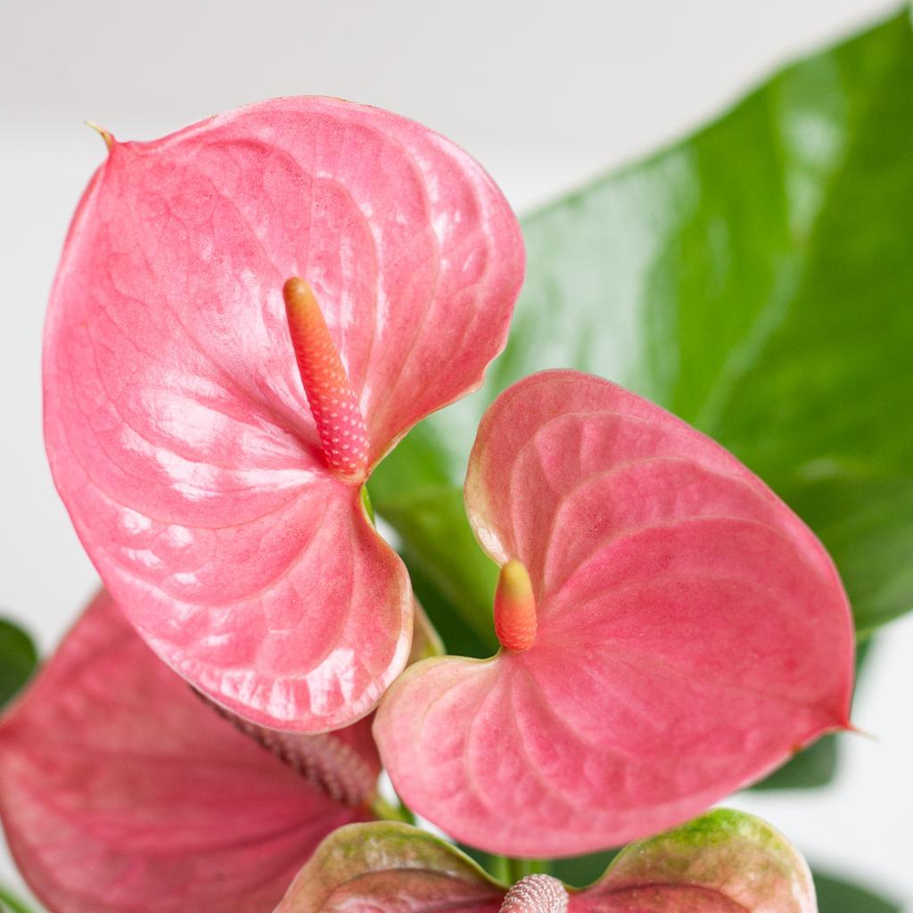 Anthurium Pink explosion in Lissabon mand - Vivaflorique