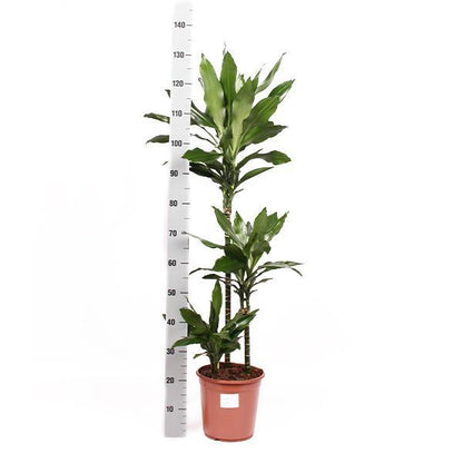 Dracaena Janet Lind inclusief elho® pot - Vivaflorique