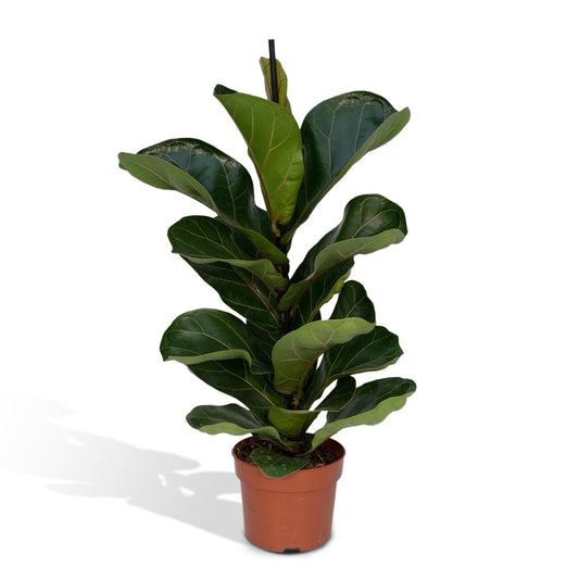 Ficus Lyrata - Zimmerpflanzen  - ⇕30cm - Ø12cm - Naturebox
