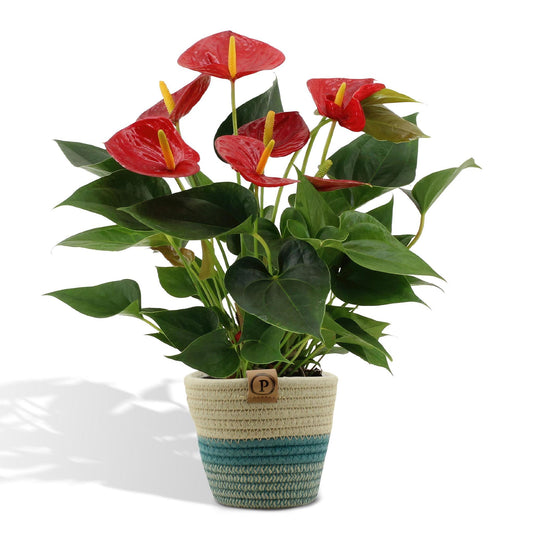 Anthurium andreanum Diamantrot inclusief pot