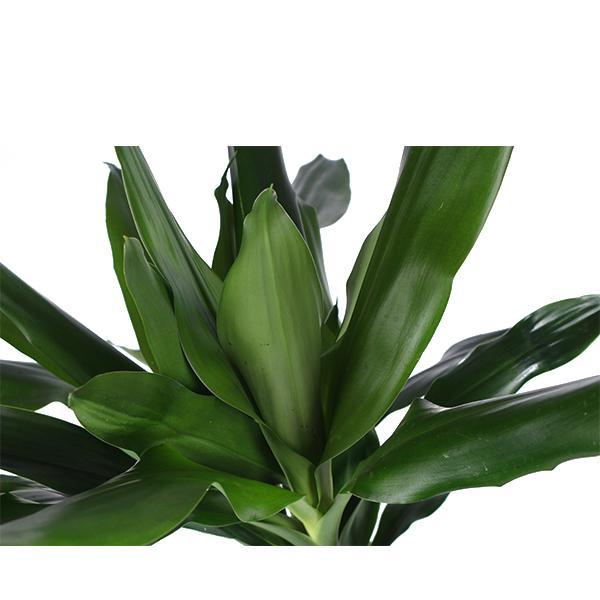 Dracaena Janet Lind inclusief elho® pot - Vivaflorique