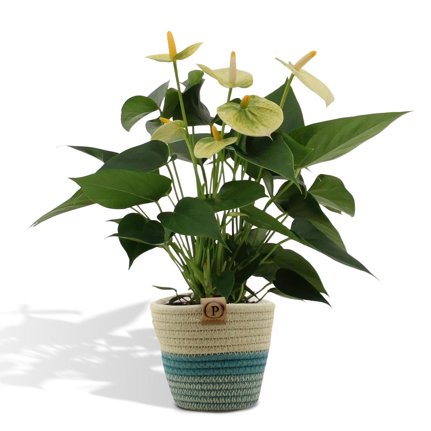 Anthurium andreanum Vanilla inclusief pot - Vivaflorique