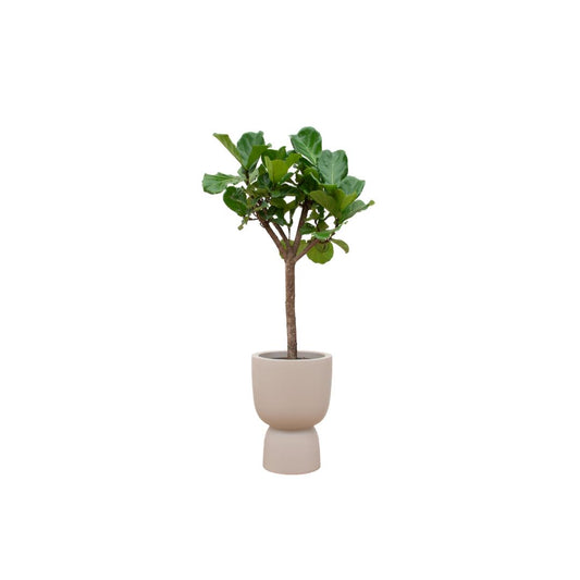 Ficus Lyrata boom inclusief elho® Pure pot