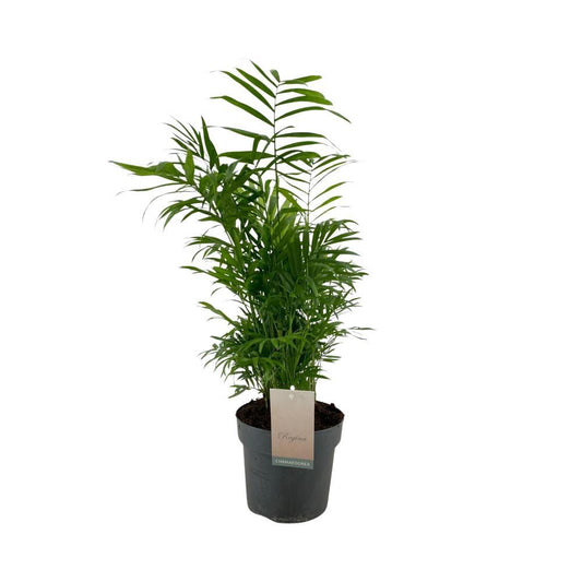 Chamaedorea Elegans - Pflanze - Ø17cm - 75cm - Naturebox