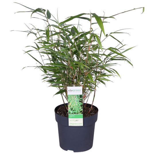 Fargesia rufa - Gartenpflanze - 40cm - Ø14 - Naturebox