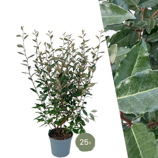 25 große Wintergrüne Ölweide für 10 laufende Meter Hecke | Elaeagnus ebbingei | Höhe: 100-125 cm im 12-Liter-Topf - Naturebox