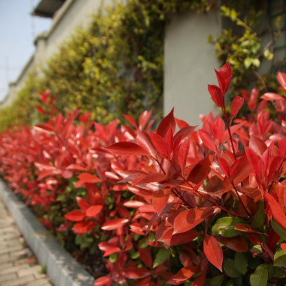 25x Glansmispel planten voor 10 strekkende meter heg - Vivaflorique