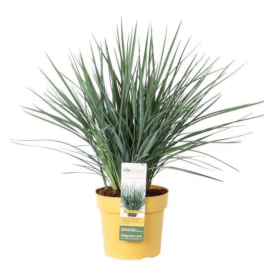 Dianella revoluta 'Coolvista'® - Zimmerpflanze - Höhe: 40cm - Topfgröße: 19cm - Naturebox