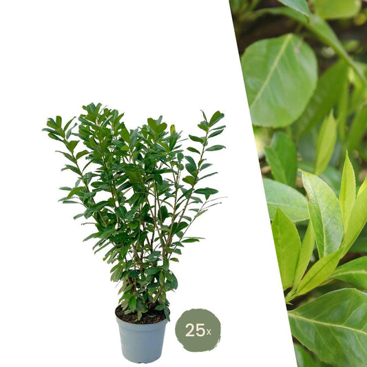 Große Kirschlorbeer Novita für 10 laufende Meter Hecke | - 12L - 25 x | Höhe: 100-125 cm - Naturebox