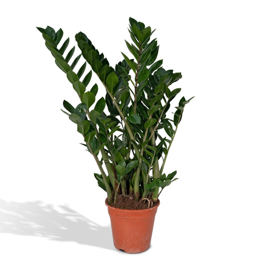 Zamioculcas Zamiifolia - Smaragdpalme - hoogte: 80cm - potgroote: 21cm - Naturebox