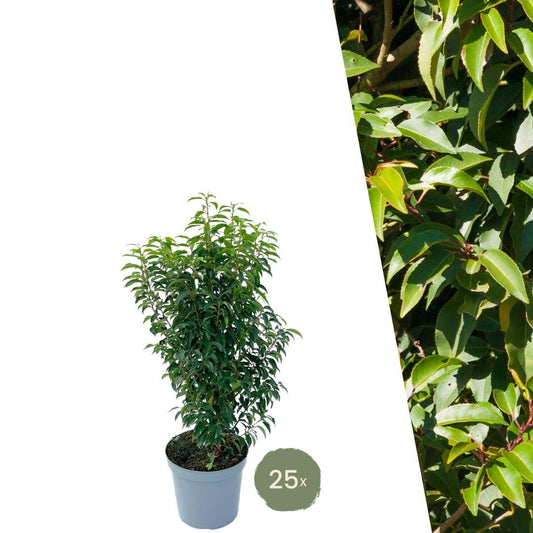 25 große portugiesische Kirschlorbeer für 10 laufende Meter Hecke | Höhe: 80-100 cm im 12-Liter-Topf - Naturebox