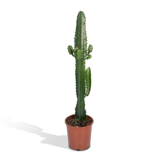 Euphorbia Acrurensis - Euphorbia Inges Acruensis - Cactus - Höhe: 50cm - Topfgröße: 17cm - Naturebox