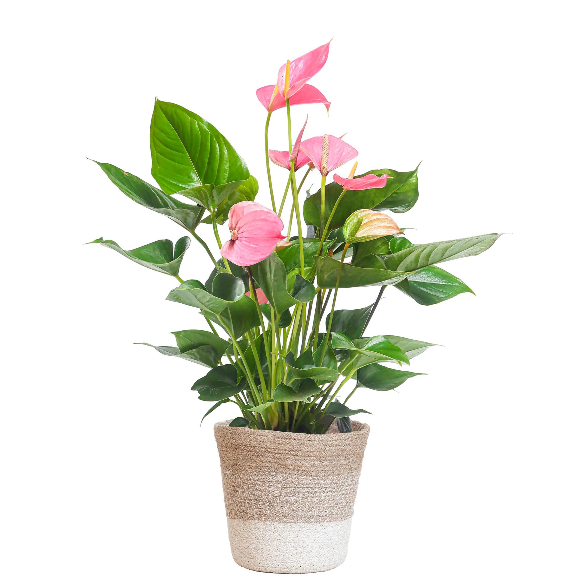 Anthurium Pink explosion in Lissabon mand - Vivaflorique