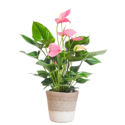 Anthurium Pink explosion in Lissabon mand - Vivaflorique