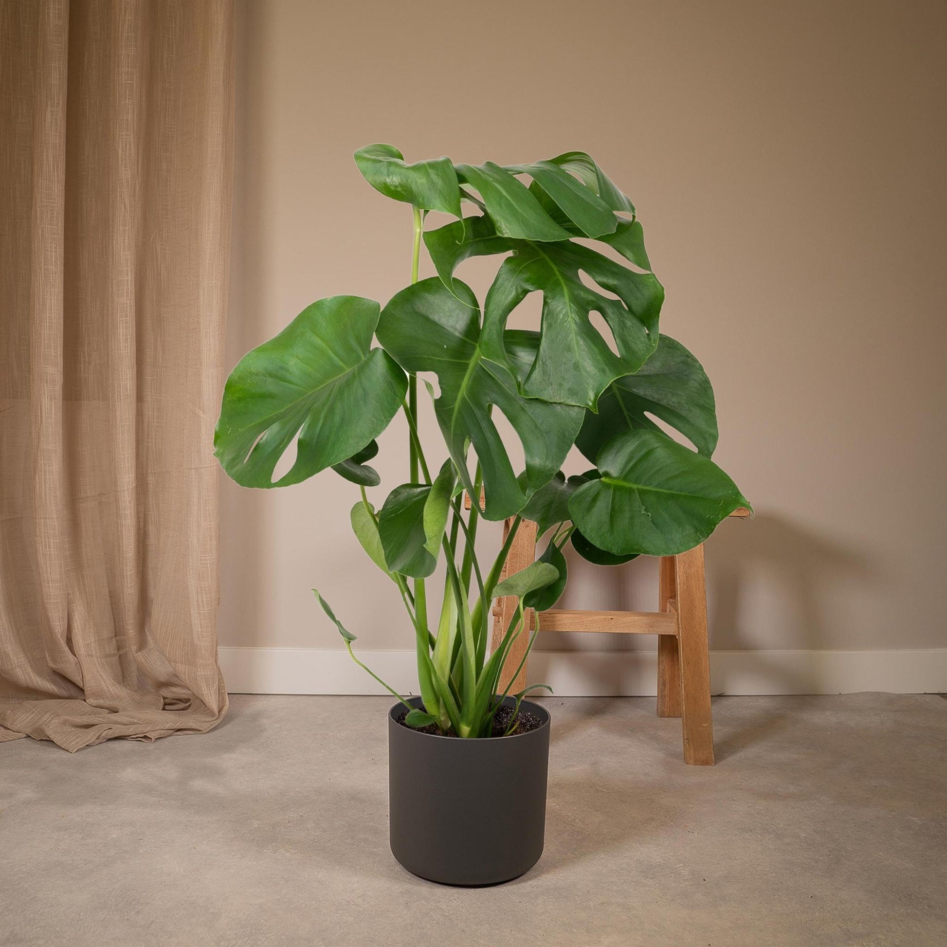 Monstera Deliciosa - Monkey leaf - Vivaflorique