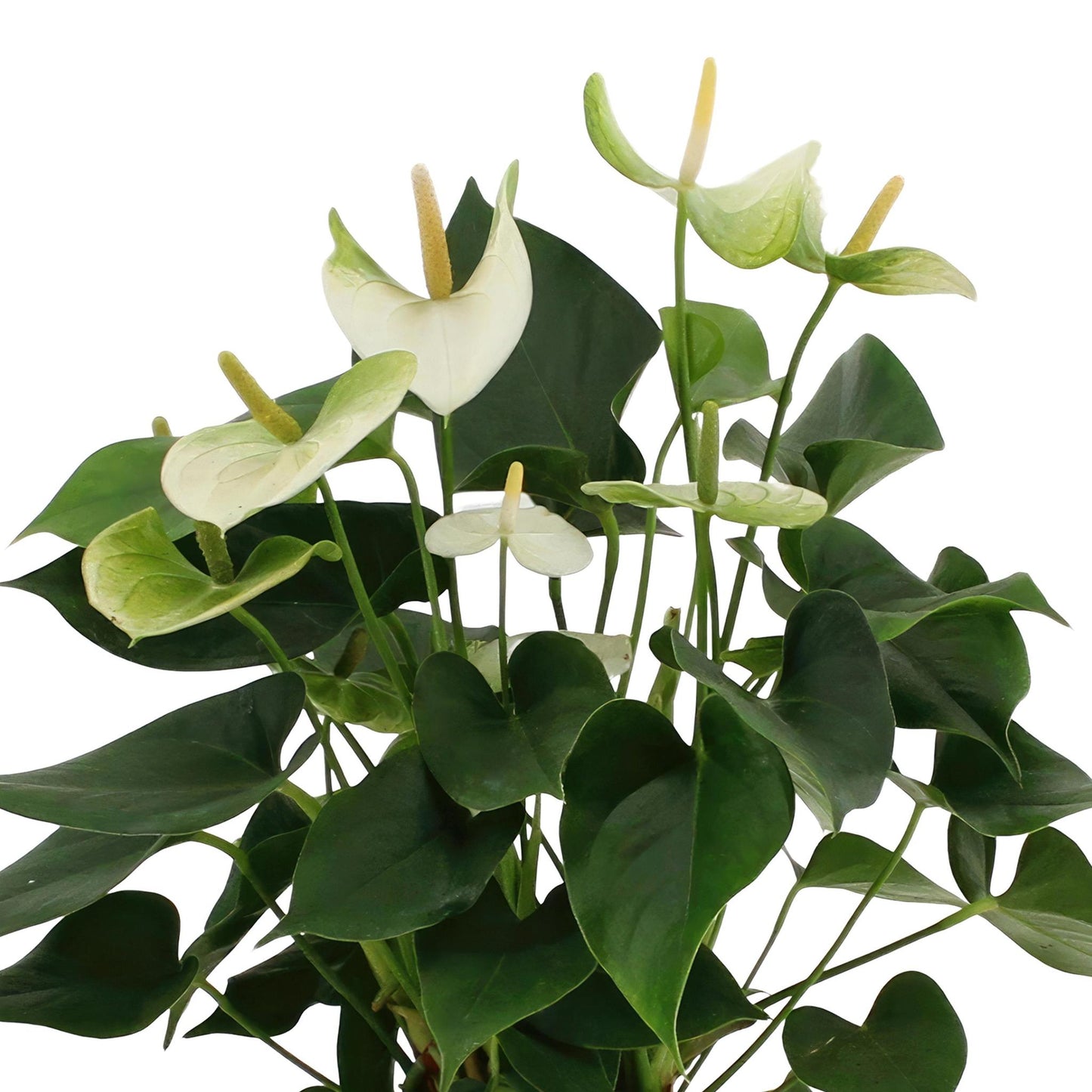 Anthurium andreanum Namora inclusief pot - Vivaflorique