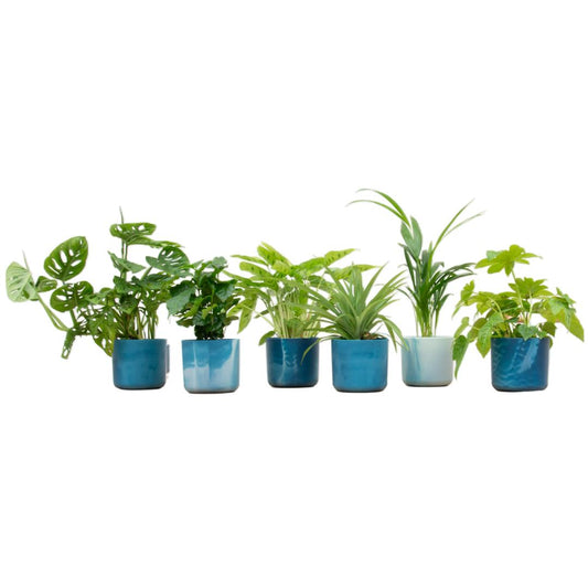 Verrassingsbox - 6 planten inclusief elho Ocean pot