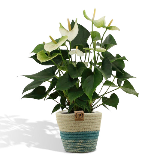 Anthurium andreanum Namora inclusief pot