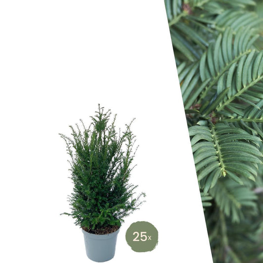 Große Eibenpflanzen für 10 laufende Meter Hecke | - 12L - 25 x | Höhe: 80-100 cm - Naturebox